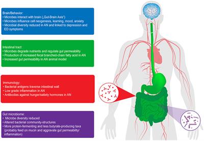 The Impact of Starvation on the Microbiome and Gut-Brain Interaction in Anorexia Nervosa